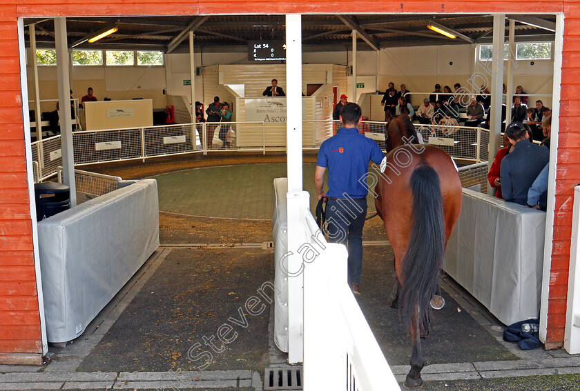 Ascot-Sales-0011 
 Scene at Ascot yearling sale 12 Sep 2017 - Pic Steven Cargill / Racingfotos.com