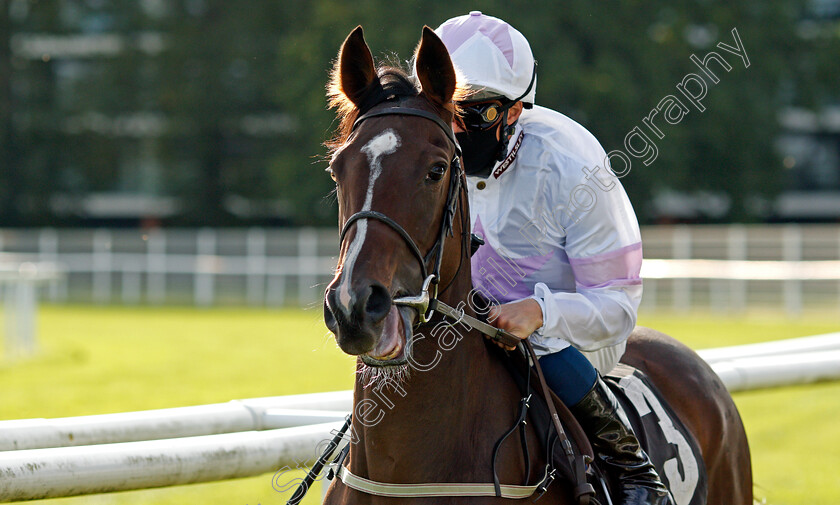 Urban-Violet-0001 
 URBAN VIOLET (William Buick)
Newbury 18 Sep 2020 - Pic Steven Cargill / Racingfotos.com