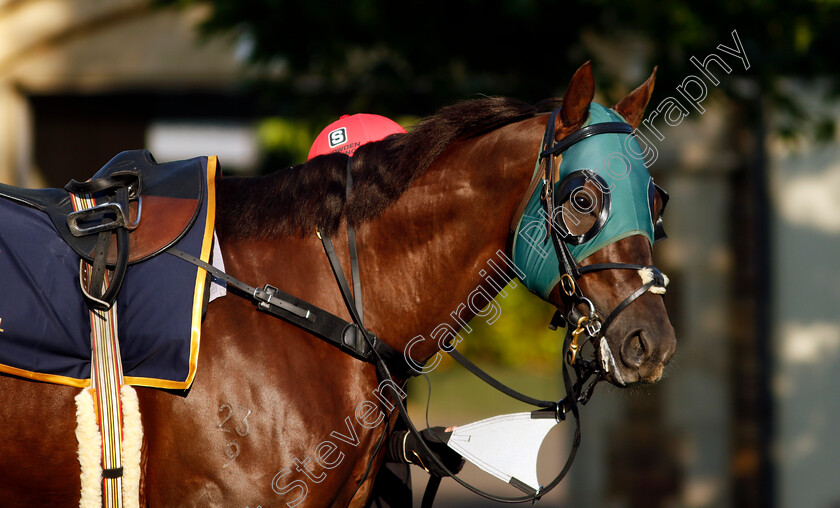 Cannonball-0004 
 CANNONBALL preparing for Royal Ascot
Ascot 14 Jun 2023 - Pic Steven Cargill / Racingfotos.com