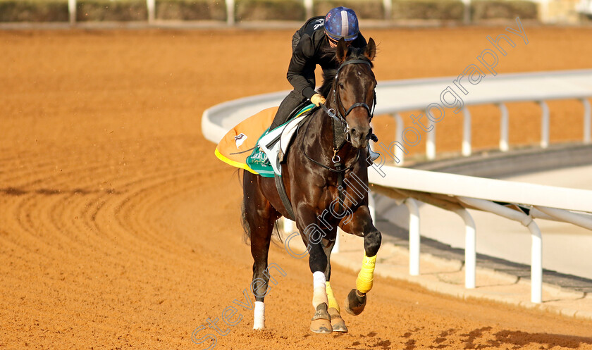 Crown-Pride-0002 
 CROWN PRIDE training for The Saudi Cup
King Abdulaziz Racecourse, Kingdom of Saudi Arabia, 22 Feb 2023 - Pic Steven Cargill / Racingfotos.com