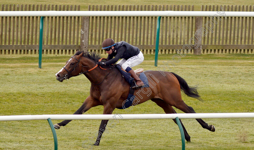 Advertise-0002 
 ADVERTISE (Oisin Murphy) in racecourse gallop
Newmarket 16 Apr 2019 - Pic Steven Cargill / Racingfotos.com