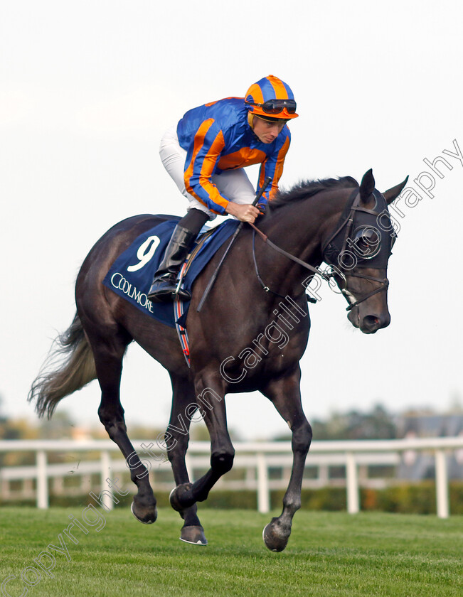 Meditate-0001 
 MEDITATE (Ryan Moore)
Leopardstown 9 Sep 2023 - Pic Steven Cargill / Racingfotos.com