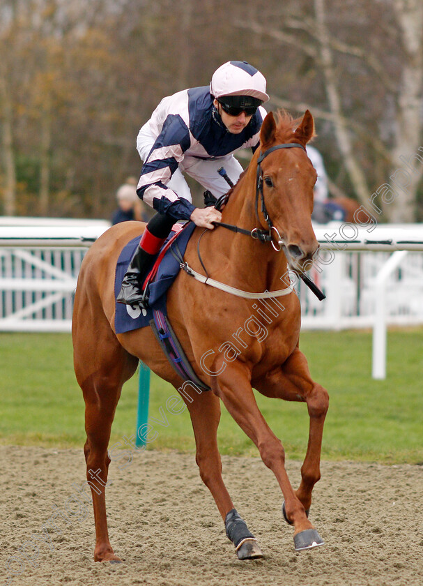 Vanitas 
 VANITAS (Martin Harley)
Lingfield 1 Dec 2021 - Pic Steven Cargill / Racingfotos.com