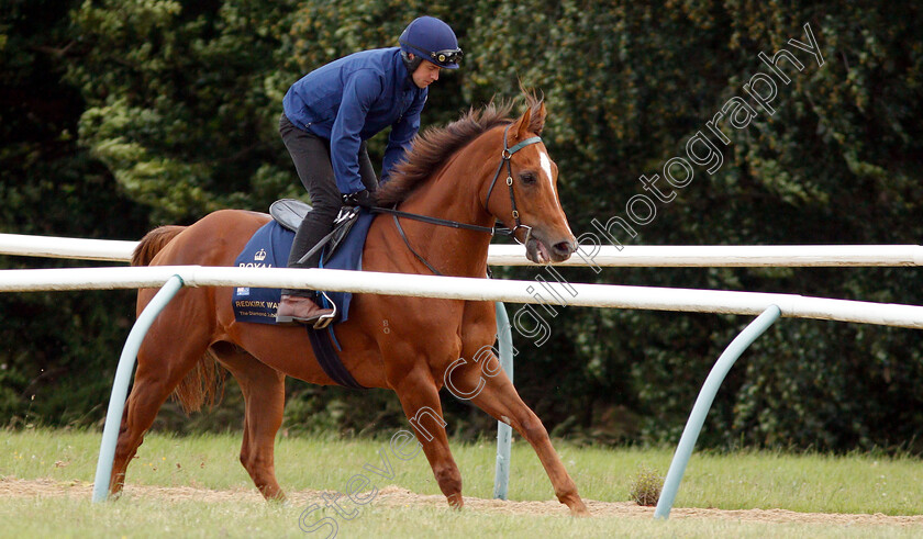 Redkirk-Warrior-0001 
 Australian trained REDKIRK WARRIOR on the gallops in Newmarket ahead of his Royal Ascot challenge
Newmarket 14 Jun 2018 - Pic Steven Cargill / Racingfotos.com