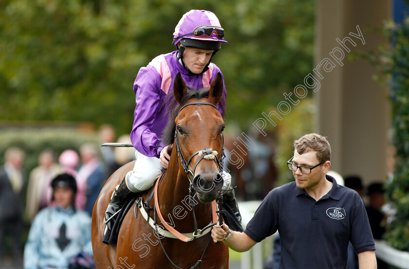 Mountain-Peak-0007 
 MOUNTAIN PEAK (Liam Keniry) after The Halgarten Wines Handicap
Ascot 8 Sep 2018 - Pic Steven Cargill / Racingfotos.com