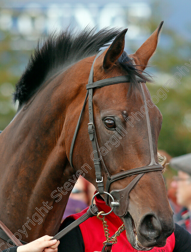 Our-Duke-0002 
 OUR DUKE parading at The Curragh 10 Sep 2017 - Pic Steven Cargill / Racingfotos.com