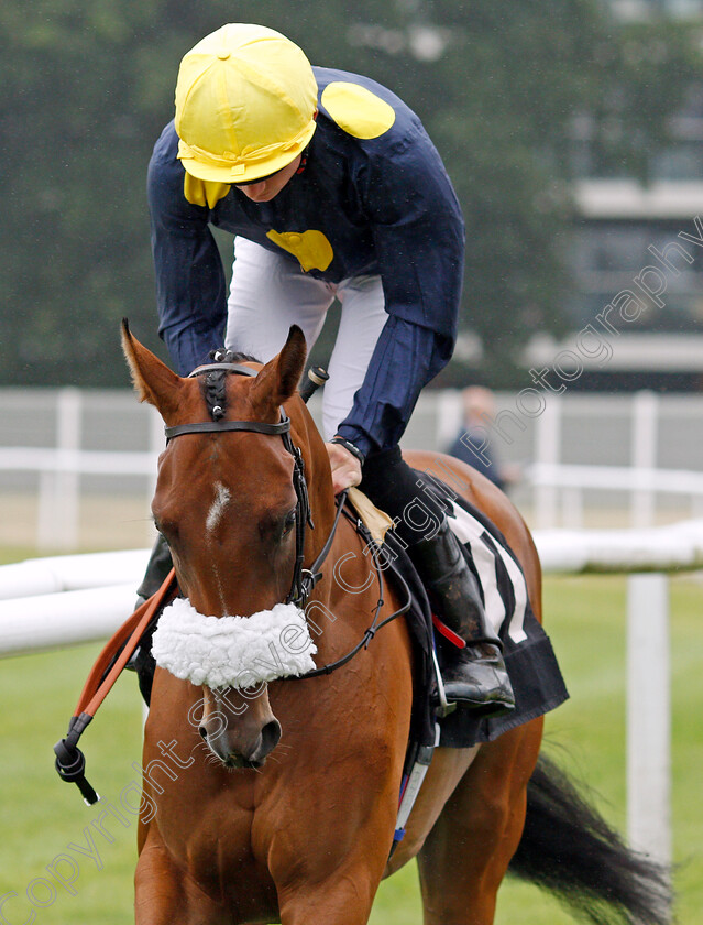 Sorteo-0001 
 SORTEO (Rob Hornby)
Newbury 19 Jul 2019 - Pic Steven Cargill / Racingfotos.com