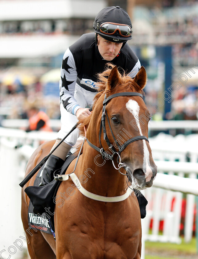 Rumble-Inthejungle-0001 
 RUMBLE INTHEJUNGLE (Tom Queally)
Doncaster 14 Sep 2018 - Pic Steven Cargill / Racingfotos.com