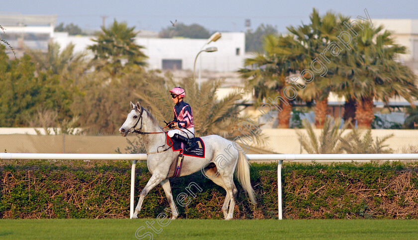 Lord-Glitters-0023 
 LORD GLITTERS (Jason Watson) before winning The Bahrain International Trophy
Sakhir Racecourse, Bahrain 19 Nov 2021 - Pic Steven Cargill / Racingfotos.com