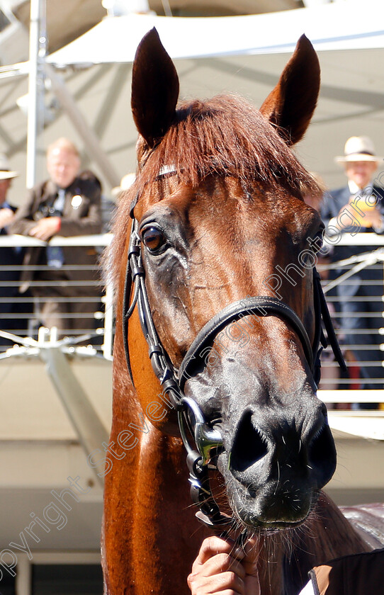 Lightning-Spear-0020 
 LIGHTNING SPEAR after The Qatar Sussex Stakes
Goodwood 1 Aug 2018 - Pic Steven Cargill / Racingfotos.com