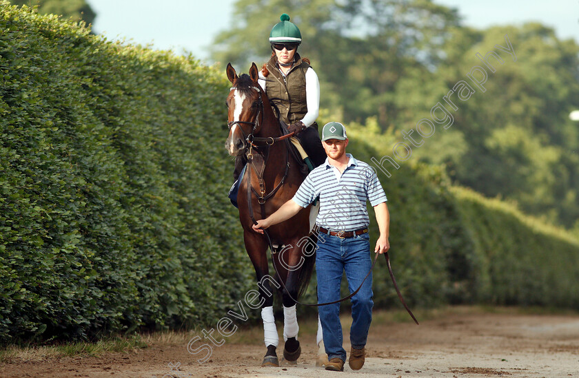 Yoshida-0005 
 American trained YOSHIDA on his way to the gallops in Newmarket ahead of his Royal Ascot challenge
Newmarket 14 Jun 2018 - Pic Steven Cargill / Racingfotos.com