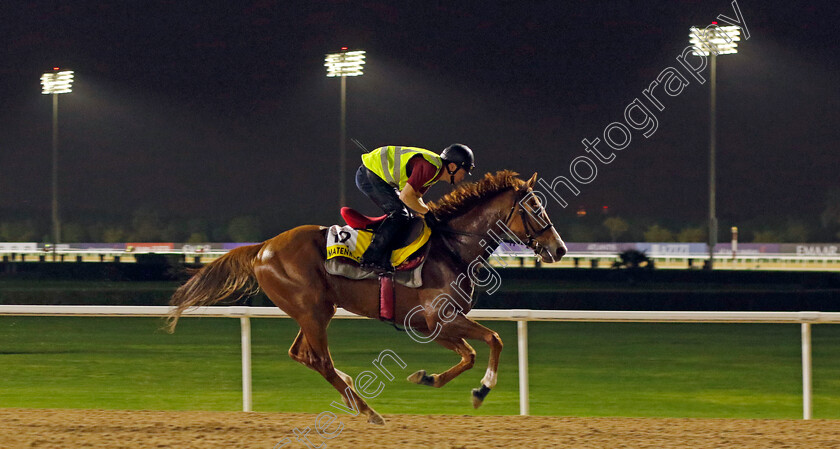 Matenro-Sky-0001 
 MATENRO SKY training for The Dubai Turf
Meydan Dubai 26 Mar 2024 - Pic Steven Cargill / Racingfotos.com