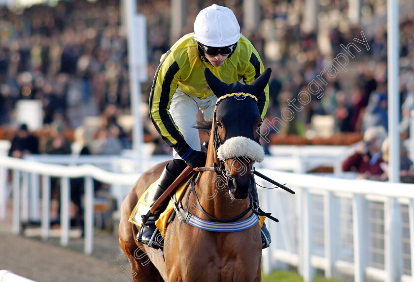 Ambiente-Amigo-0001 
 AMBIENTE AMIGO (Harry Cobden)
Cheltenham 14 Dec 2024 - Pic Steven Cargill / Racingfotos.com