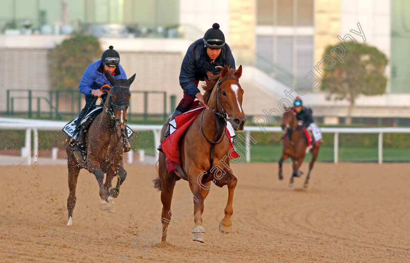 Dalanijujo-0001 
 DALANIJUJO exercising for trainer Mick Channon
Meydan, Dubai, 3 Feb 2022 - Pic Steven Cargill / Racingfotos.com