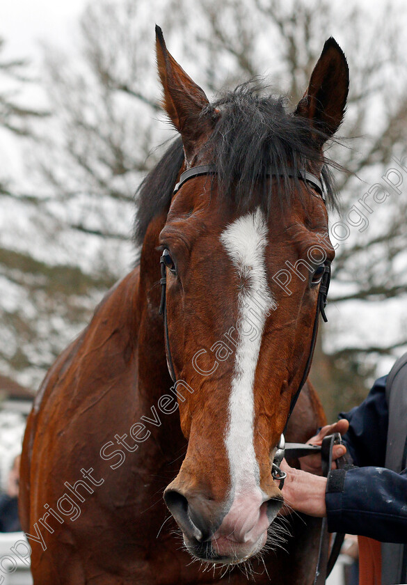 Toast-Of-New-York-0014 
 TOAST OF NEW YORK after winning The Betway Conditions Stakes Lingfield 6 Dec 2017 - Pic Steven Cargill / Racingfotos.com