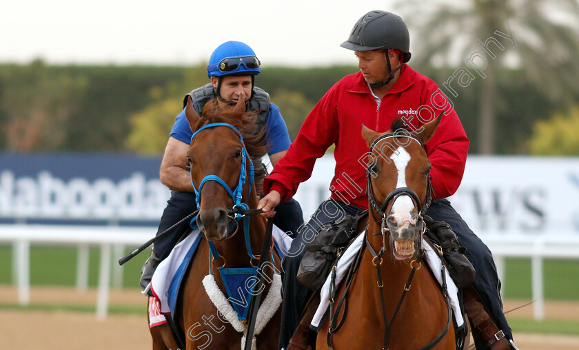 Gunnevera-0001 
 GUNNEVERA training for the Dubai World Cup
Meydan 27 Mar 2019 - Pic Steven Cargill / Racingfotos.com