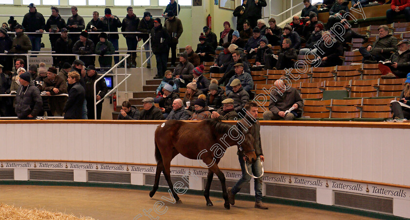 Lot-0646-colt-by-Kodiac-x-Gold-Again-0004 
 Lot 646, a colt by Kodiac x Gold Again, selling for 210,000 Guineas at Tattersalls December Foal Sale, Newmarket 30 Nov 2017 - Pic Steven Cargill / Racingfotos.com