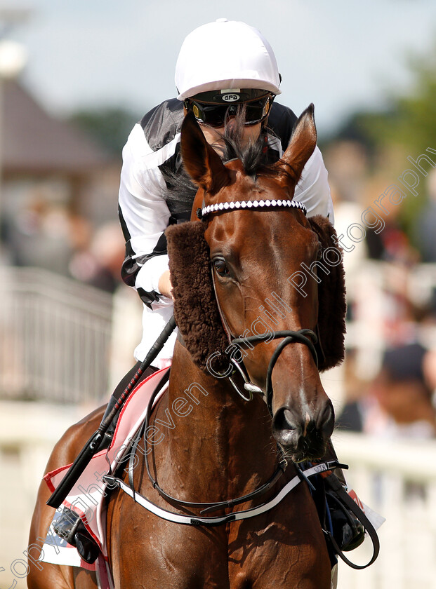 Heart-Of-Grace-0001 
 HEART OF GRACE (Liam Jones)
York 25 Aug 2018 - Pic Steven Cargill / Racingfotos.com