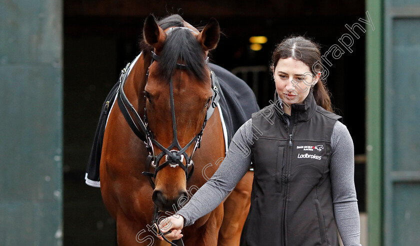 The-New-Lion-0002 
 THE NEW LION at Dan Skelton Cheltenham Festival preview morning
21 Feb 2025 - Pic Steven Cargill / Racingfotos.com