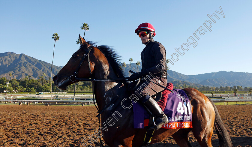 Warm-Heart-0001 
 WARM HEART training for The Breeders' Cup Filly & Mare Turf 
Santa Anita USA, 31 October 2023 - Pic Steven Cargill / Racingfotos.com