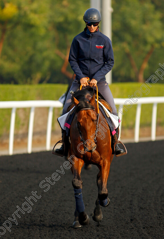 Kahraman-0001 
 KAHRAMAN training at the Dubai Racing Carnival
Meydan 1 Feb 2024 - Pic Steven Cargill / Racingfotos.com