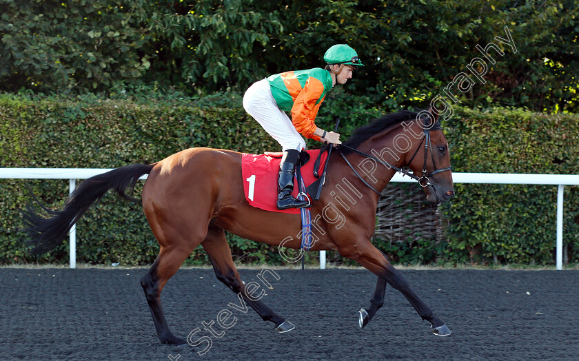 Acclafrith-0001 
 ACCLAFRITH (Marc Monaghan)
Kempton 8 Aug 2018 - Pic Steven Cargill / Racingfotos.com