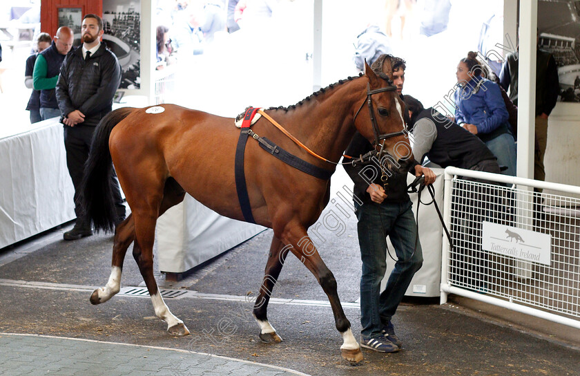 Lot-0106-Steel-The-China-0001 
 Lot 106 STEEL THE CHINA selling for £20,000 at Tattersalls Ireland Ascot Sale
5 Jun 2018 - Pic Steven Cargill / Racingfotos.com