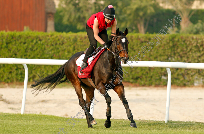 Certain-Lad-0003 
 CERTAIN LAD training for the Bahrain International Trophy
Rashid Equestrian & Horseracing Club, Bahrain, 18 Nov 2020