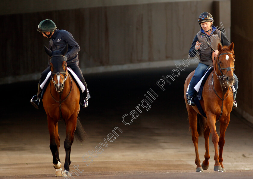 The-Fingal-Raven-and-See-Hector-0002 
 THE FINGAL RAVEN (left) and SEE HECTOR (right) training at the Dubai Racing Carnival
Meydan 22 Jan 2025 - Pic Steven Cargill / Racingfotos.com