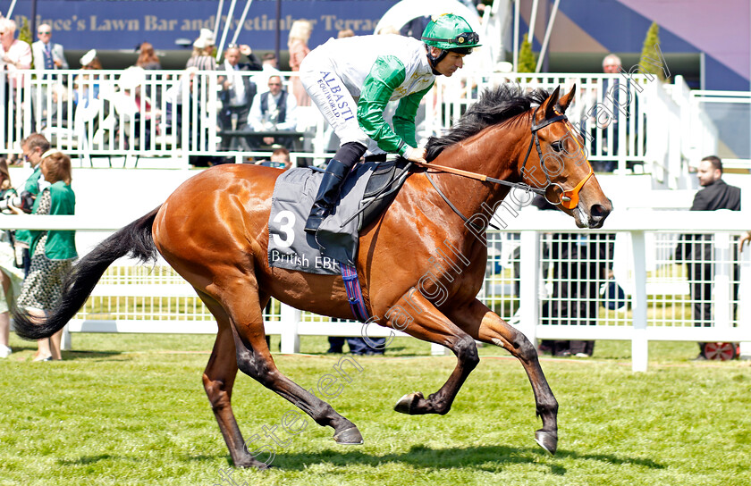 Haatem-0001 
 HAATEM (Pat Dobbs)
Epsom 2 Jun 2023 - Pic Steven Cargill / Racingfotos.com