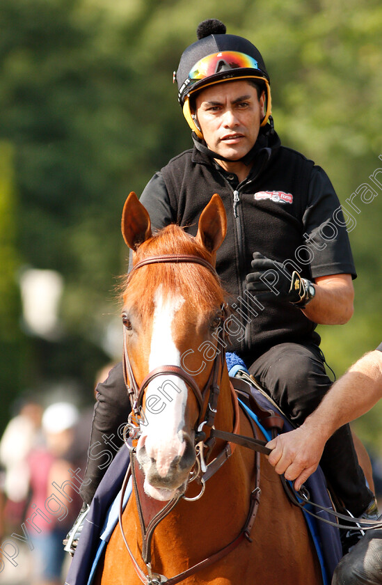 Justify-0003 
 JUSTIFY on his way to the track
Belmont Park 8 Jun 2018 - Pic Steven Cargill / Racingfotos.com