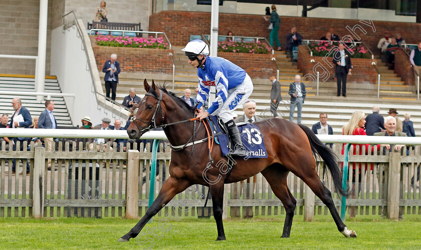 World-Of-Darcy-0001 
 WORLD OF DARCY (Luke Morris)
Newmarket 28 Sep 2023 - Pic Steven Cargill / Racingfotos.com