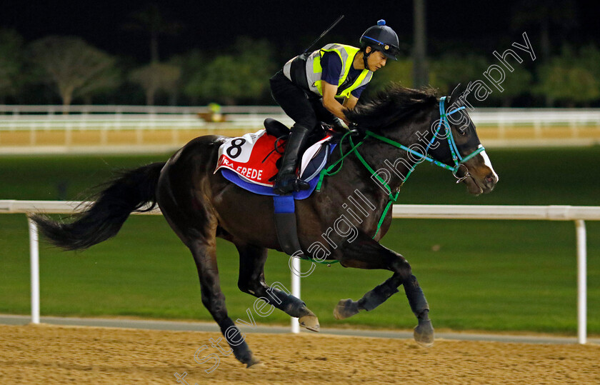 Dura-Erede-0002 
 DURA EREDE training for The Dubai World Cup
Meydan Dubai 27 Mar 2024 - Pic Steven Cargill / Racingfotos.com