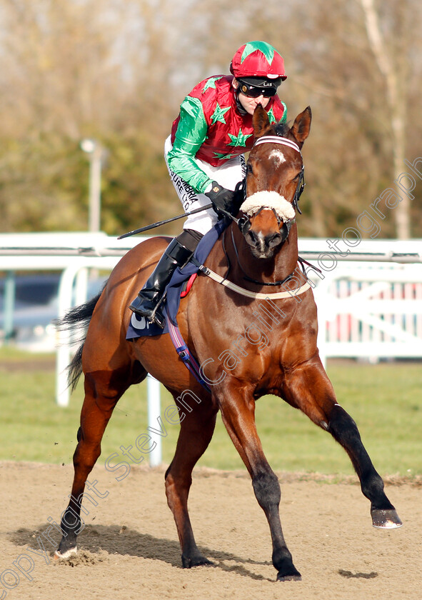 Shyron-0001 
 SHYRON (Robert Winston) before The Sun Racing Handicap
Lingfield 18 Jan 2019 - Pic Steven Cargill / Racingfotos.com