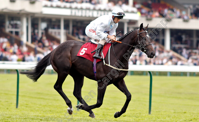 Oasis-Prince-0001 
 OASIS PRINCE (Franny Norton)
Haydock 25 May 2019 - Pic Steven Cargill / Racingfotos.com