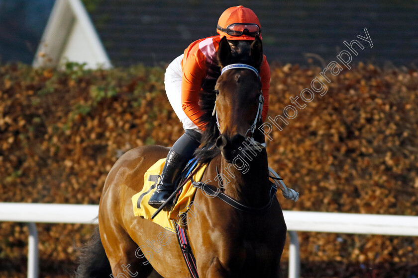 Jindri-0001 
 JINDRI (Laura Pearson)
Kempton 4 Dec 2024 - Pic Steven Cargill / Racingfotos.com