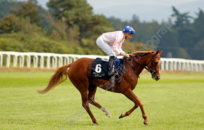 Jackie-Oh-0001 
 JACKIE OH (Ryan Moore)
The Curragh 10 Sep 2023 - Pic Steven Cargill / Racingfotos.com