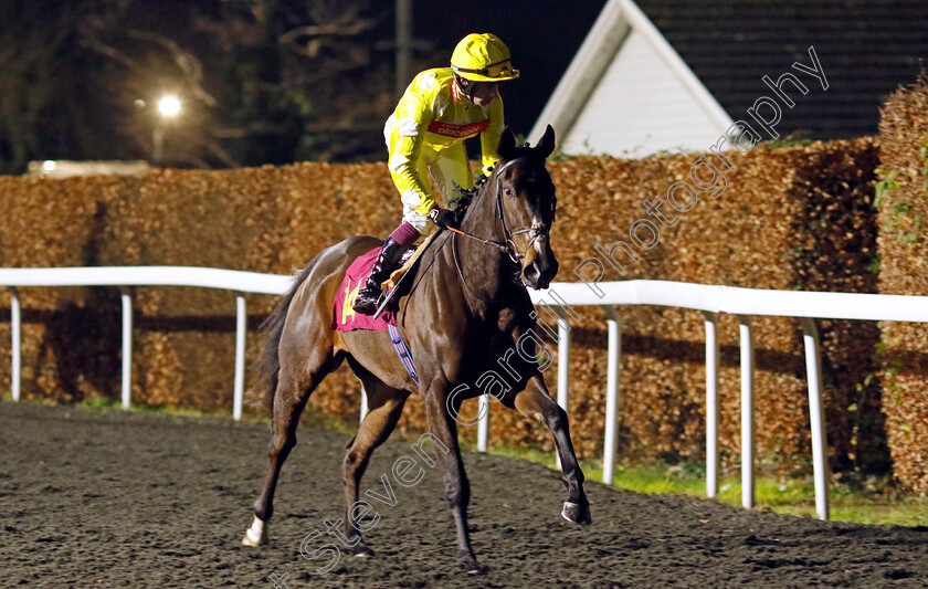 Golden-Thorn-0001 
 GOLDEN THORN (Oisin Murphy)
Kempton 11 Dec 2024 - Pic Steven Cargill / Racingfotos.com