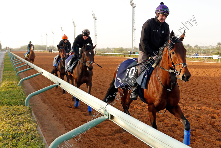 Mishriff-0001 
 MISHRIFF preparing for Saudi Derby
Riyadh Racetrack, Kingdom Of Saudi Arabia, 27 Feb 2020 - Pic Steven Cargill / Racingfotos.com