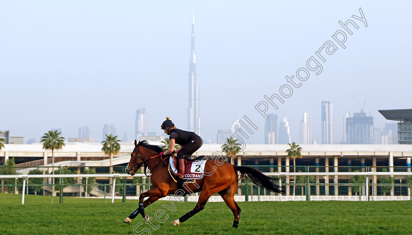 Coltrane-0001 
 COLTRANE training for The Dubai Gold Cup
Meydan Dubai 28 Mar 2024 - Pic Steven Cargill / Racingfotos.com