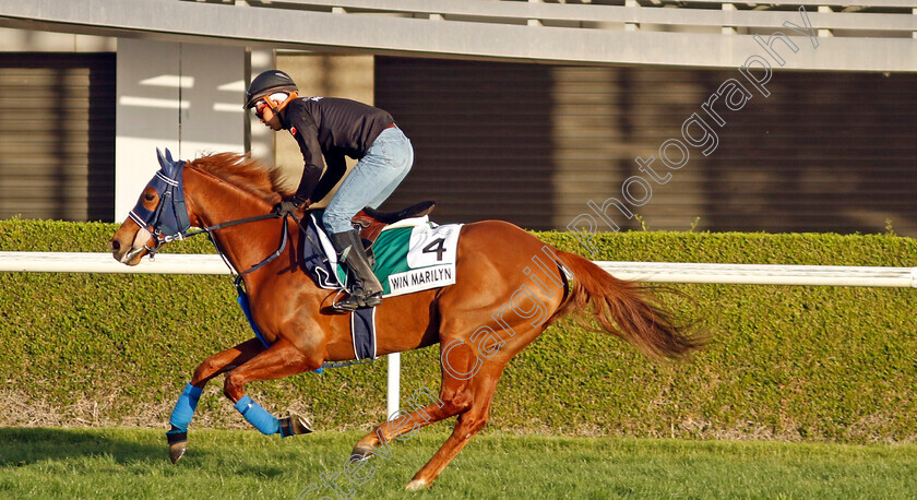 Win-Marilyn-0001 
 WIN MARILYN training for The Sheema Classic
Meydan, Dubai, 22 Mar 2023 - Pic Steven Cargill / Racingfotos.com