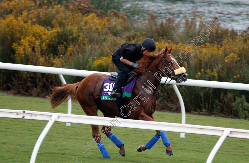 Ulysses-0006 
 ULYSSES training for The Breeders' Cup Turf at Del Mar USA 31 Oct 2017 - Pic Steven Cargill / Racingfotos.com