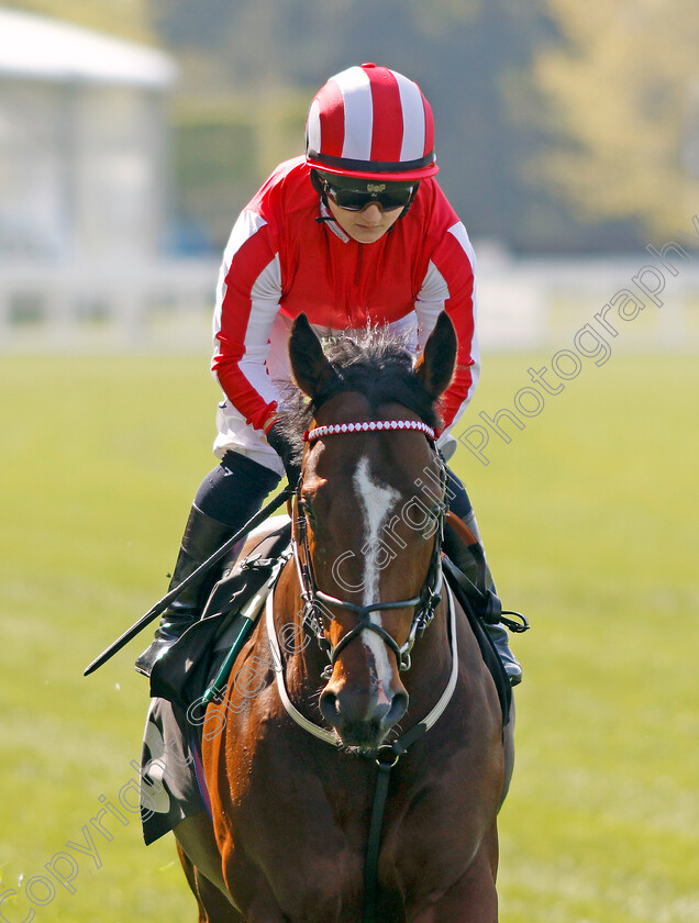 Bradsell-0003 
 BRADSELL (Hollie Doyle)
Ascot 3 May 2023 - Pic Steven Cargill / Racingfotos.com