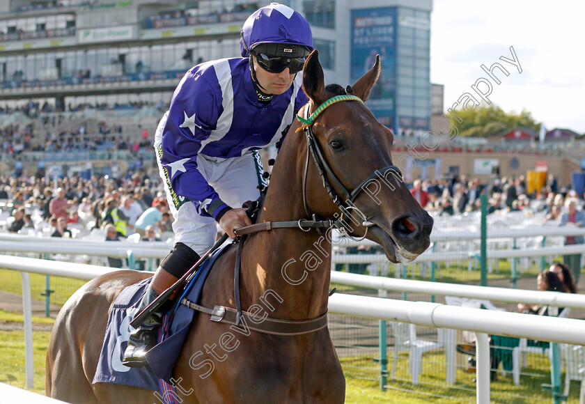 Thanks-Angel-0001 
 THANKS ANGEL (Connor Beasley)
Doncaster 13 Sep 2024 - Pic Steven Cargill / Racingfotos.com