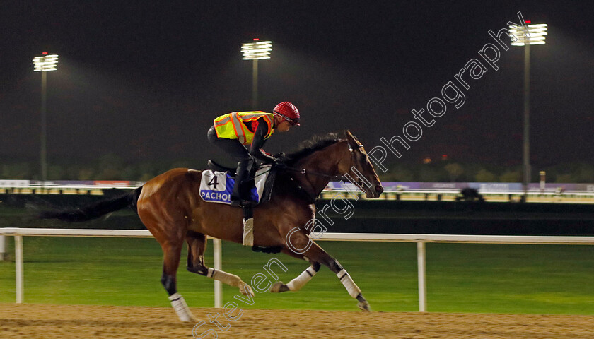 Pacholli-0001 
 PACHOLLI training for The Godolphin Mile
Meydan Dubai 26 Mar 2024 - Pic Steven Cargill / Racingfotos.com