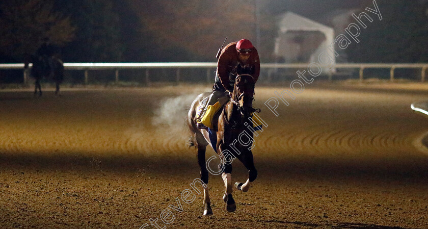 Flightline-0010 
 FLIGHTLINE training for the Breeders' Cup Classic
Keeneland USA 3 Nov 2022 - Pic Steven Cargill / Racingfotos.com