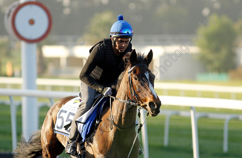 Caius-Chorister-0004 
 CAIUS CHORISTER training at the Dubai Racing Carnival
Meydan 22 Jan 2025 - Pic Steven Cargill / Racingfotos.com