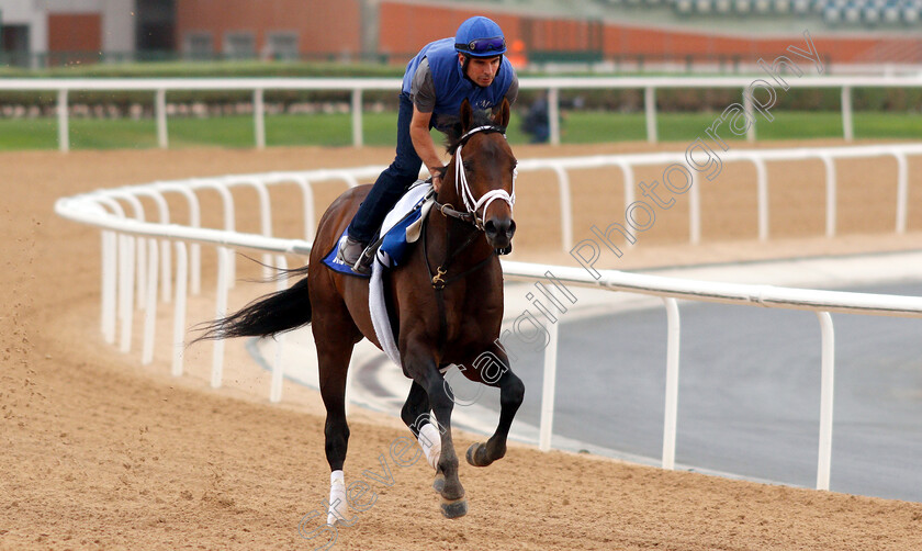 True-Timber-0001 
 TRUE TIMBER training for the Godolphin Mile
Meydan 27 Mar 2019 - Pic Steven Cargill / Racingfotos.com