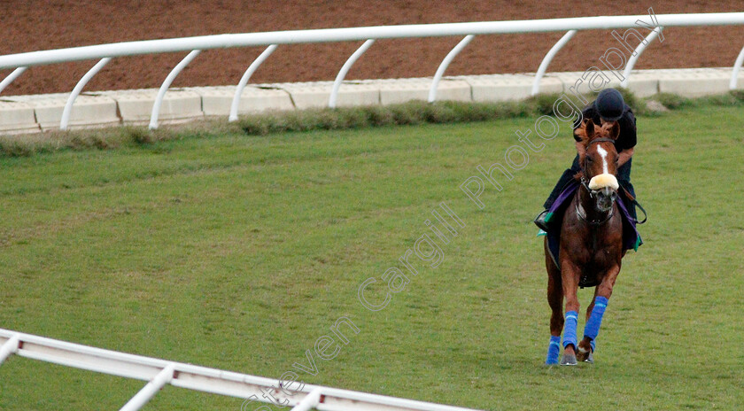 Ulysses-0005 
 ULYSSES training for The Breeders' Cup Turf at Del Mar USA 31 Oct 2017 - Pic Steven Cargill / Racingfotos.com