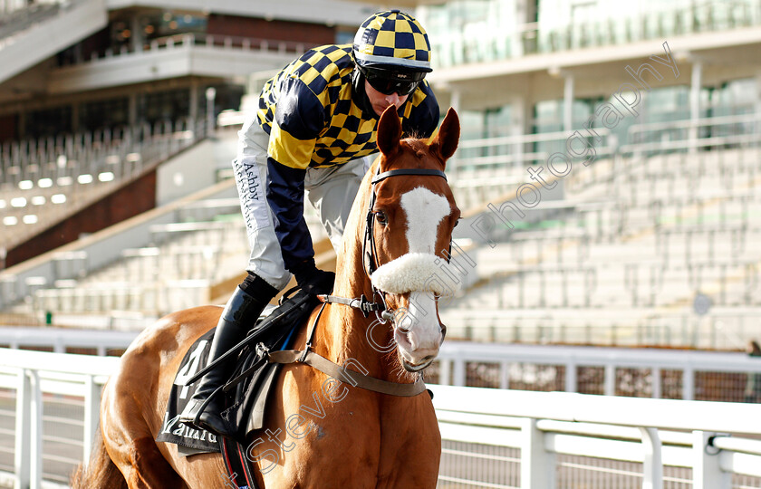 Wolf-Of-Windlesham-0001 
 WOLF OF WINDLESHAM (Tom O'Brien)
Cheltenham 15 Nov 2020 - Pic Steven Cargill / Racingfotos.com